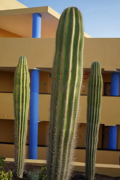 stock image Pachycereus pringlei cacti and other plants grow in October. Pachycereus pringlei is a species of plant in the genus Pachycereus from the cactus family Cactaceae. Costa Calma, Fuerteventura, Canary Islands, Spain.