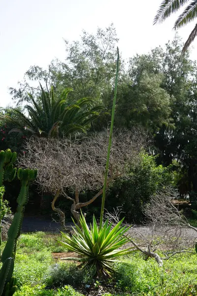 Furcraea selloana ekim ayında büyür. Furcraea selloana (Mauritius keneviri), Asparagaceae familyasından Agavoideae familyasından bir bitki türü. Costa Calma, Fuerteventura, Kanarya Adaları, İspanya.