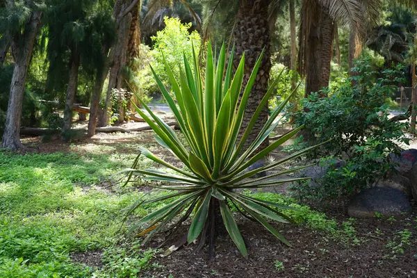 stock image Furcraea selloana grows in October. Furcraea selloana, Mauritius hemp, is a species of plant from the genus Furcraea in the subfamily Agavoideae of the family Asparagaceae. Costa Calma, Fuerteventura, Canary Islands, Spain.