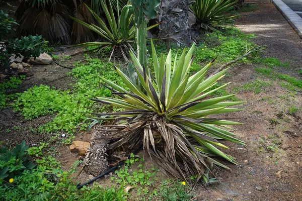 stock image Furcraea selloana grows in October. Furcraea selloana, Mauritius hemp, is a species of plant from the genus Furcraea in the subfamily Agavoideae of the family Asparagaceae. Costa Calma, Fuerteventura, Canary Islands, Spain.