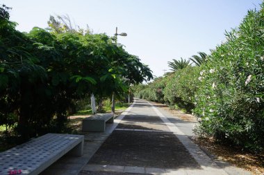 Resimli Palm Forest Costa Calma ya da El Palmeral 'daki Ekim ayındaki güzel bitki örtüsü olan yaya yolunun manzarası. Costa Calma, Fuerteventura, Las Palmas, İspanya.