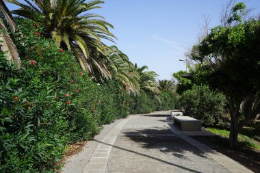 Resimli Palm Forest Costa Calma ya da El Palmeral 'daki Ekim ayındaki güzel bitki örtüsü olan yaya yolunun manzarası. Costa Calma, Fuerteventura, Las Palmas, İspanya.