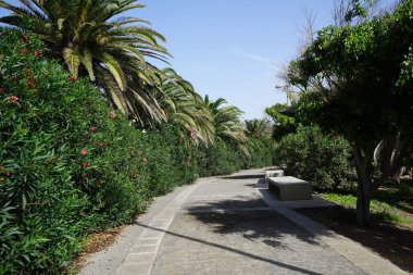 Resimli Palm Forest Costa Calma ya da El Palmeral 'daki Ekim ayındaki güzel bitki örtüsü olan yaya yolunun manzarası. Costa Calma, Fuerteventura, Las Palmas, İspanya.