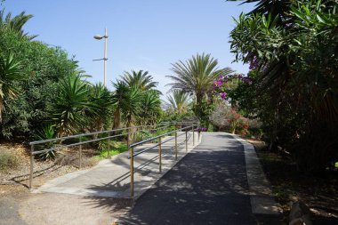 View of the pedestrian path in the picturesque Palm forest Costa Calma or El Palmeral with beautiful vegetation in October. Costa Calma, Fuerteventura, Las Palmas, Spain. clipart