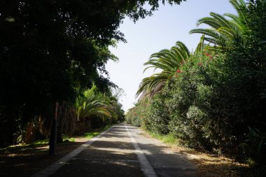 View of the pedestrian path in the picturesque Palm forest Costa Calma or El Palmeral with beautiful vegetation in October. Costa Calma, Fuerteventura, Las Palmas, Spain. clipart