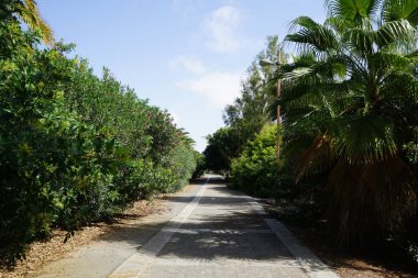 Resimli Palm Forest Costa Calma ya da El Palmeral 'daki Ekim ayındaki güzel bitki örtüsü olan yaya yolunun manzarası. Costa Calma, Fuerteventura, Las Palmas, İspanya.