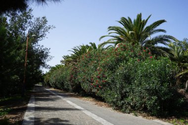 Resimli Palm Forest Costa Calma ya da El Palmeral 'daki Ekim ayındaki güzel bitki örtüsü olan yaya yolunun manzarası. Costa Calma, Fuerteventura, Las Palmas, İspanya.