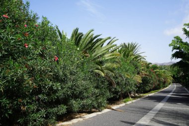 View of the pedestrian path in the picturesque Palm forest Costa Calma or El Palmeral with beautiful vegetation in October. Costa Calma, Fuerteventura, Las Palmas, Spain. clipart