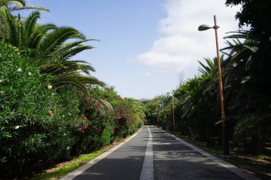 Resimli Palm Forest Costa Calma ya da El Palmeral 'daki Ekim ayındaki güzel bitki örtüsü olan yaya yolunun manzarası. Costa Calma, Fuerteventura, Las Palmas, İspanya.