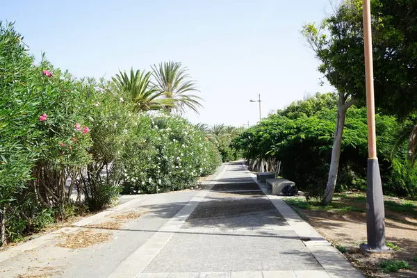 Resimli Palm Forest Costa Calma ya da El Palmeral 'daki Ekim ayındaki güzel bitki örtüsü olan yaya yolunun manzarası. Costa Calma, Fuerteventura, Las Palmas, İspanya.