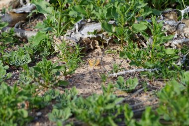 Vanessa Cardui kelebeği ekim ayında yerde oturur. Vanessa Cardui, Cynthia Cardui, boyalı bayan, tüm kelebek türlerinin en yaygın olanıdır. Costa Calma, Fuerteventura, Kanarya Adaları, İspanya.  