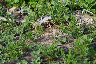 Vanessa Cardui kelebeği ekim ayında yerde oturur. Vanessa Cardui, Cynthia Cardui, boyalı bayan, tüm kelebek türlerinin en yaygın olanıdır. Costa Calma, Fuerteventura, Kanarya Adaları, İspanya.  