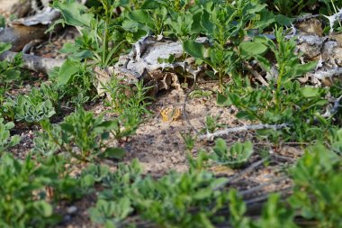 Vanessa Cardui kelebeği ekim ayında yerde oturur. Vanessa Cardui, Cynthia Cardui, boyalı bayan, tüm kelebek türlerinin en yaygın olanıdır. Costa Calma, Fuerteventura, Kanarya Adaları, İspanya.  