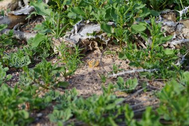 Vanessa Cardui kelebeği ekim ayında yerde oturur. Vanessa Cardui, Cynthia Cardui, boyalı bayan, tüm kelebek türlerinin en yaygın olanıdır. Costa Calma, Fuerteventura, Kanarya Adaları, İspanya.  