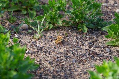 Vanessa Cardui kelebeği ekim ayında yerde oturur. Vanessa Cardui, Cynthia Cardui, boyalı bayan, tüm kelebek türlerinin en yaygın olanıdır. Costa Calma, Fuerteventura, Kanarya Adaları, İspanya.  