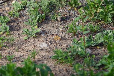 Vanessa Cardui kelebeği ekim ayında yerde oturur. Vanessa Cardui, Cynthia Cardui, boyalı bayan, tüm kelebek türlerinin en yaygın olanıdır. Costa Calma, Fuerteventura, Kanarya Adaları, İspanya.  