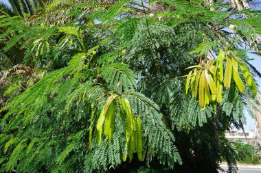 Ekim ayında çiçek ve meyveli lökosephala büyür. Leucaena löcocephala, jumbay, inci gerdanlık, beyaz kurşun ağacı, nehir demirhindi, ipil-ipil, tan-tan, küçük hızlı büyüyen bir mimozoid ağacıdır. Costa Calma, Fuerteventura, Las Palmas, İspanya. 