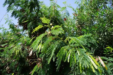 Ekim ayında çiçek ve meyveli lökosephala büyür. Leucaena löcocephala, jumbay, inci gerdanlık, beyaz kurşun ağacı, nehir demirhindi, ipil-ipil, tan-tan, küçük hızlı büyüyen bir mimozoid ağacıdır. Costa Calma, Fuerteventura, Las Palmas, İspanya. 