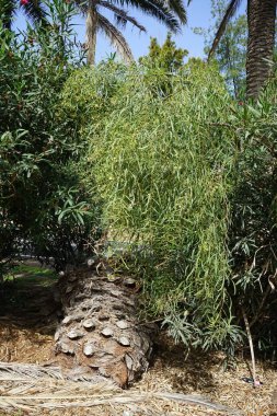 Acacia salicina ekim ayında çiçek açar. Acacia salicina, yerel söğüt, söğüt ağacı, Broughton söğüdü, sardalya, siyah sallee ve siyah gagalı dikensiz bir akasya türüdür. Costa Calma, Fuerteventura, Las Palmas, İspanya. 