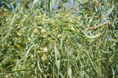 Acacia salicina ekim ayında çiçek açar. Acacia salicina, yerel söğüt, söğüt ağacı, Broughton söğüdü, sardalya, siyah sallee ve siyah gagalı dikensiz bir akasya türüdür. Costa Calma, Fuerteventura, Las Palmas, İspanya. 