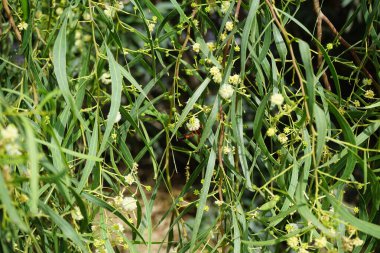 A Delta dimidiatipenne wasp collects nectar from Acacia salicina flowers in October. Delta dimidiatipenne is a species of large, red-coloured potter wasp in the genus Delta. Costa Calma, Fuerteventura clipart