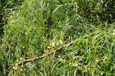 Bir Delta dimidiyatipenne eşekarısı Ekim ayında Acacia salicina çiçeklerinden nektar toplar. Delta dimidiatipenne, Delta cinsinde, kırmızı renkli büyük bir yaban arısı türüdür. Costa Calma, Fuerteventura
