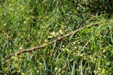 Bir Delta dimidiyatipenne eşekarısı Ekim ayında Acacia salicina çiçeklerinden nektar toplar. Delta dimidiatipenne, Delta cinsinde, kırmızı renkli büyük bir yaban arısı türüdür. Costa Calma, Fuerteventura