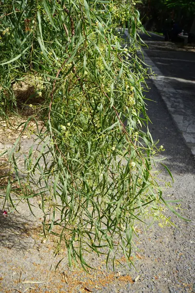 stock image Acacia salicina blooms in October. Acacia salicina, cooba, native willow, willow wattle, Broughton willow, sally wattle, black sallee and black wattle, is a thornless species of Acacia. Costa Calma, Fuerteventura, Las Palmas, Spain. 