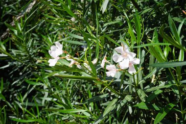 Neryum zakkum, Ekim ayında beyaz çiçekler ve pembe damarlarla çiçek açar. Neryum zakkum ya da zakkum, dünya çapında ılıman ve subtropikal alanlarda bir süs bitkisi olarak yetiştirilmiş bir çalılıktır. Costa Calma, Fuerteventura, İspanya. 