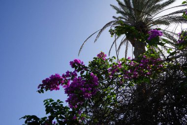 Bougainvillea glabra ekim ayında mor çiçeklerle açar. Bougainvillea glabra, kartonpiyergiller (Bougainvillea) familyasından bir glabra türü. Costa Calma, Fuerteventura, Las Palmas, İspanya.  