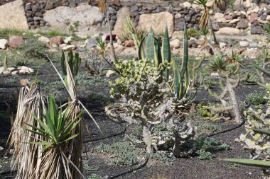 Euphorbia lactea and other plants grow in October. Euphorbia lactea, mottled spurge, frilled fan, elkhorn, candelabra spurge, candelabrum tree, candelabra cactus, candelabra plant, is a species of spurge. Costa Calma, Fuerteventura, Spain.  clipart