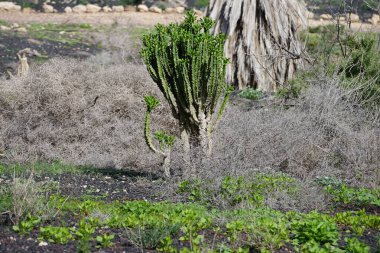 Euphorbia neriifolia growing in October. Euphorbia neriifolia, Oleander-Wolfsmilch, is a species of spurge in the family Euphorbiaceae. Costa Calma, Fuerteventura, Las Palmas, Spain. clipart