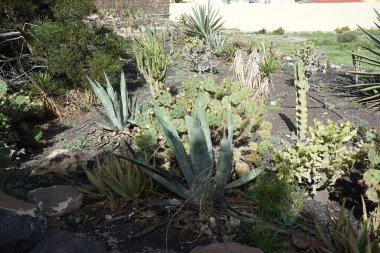 Agave asperrima, Agave fourcroydes, Opuntia stricta ve diğer bitkiler Ekim ayında yetişir. Agave fourcroydes ya da henequen, Asparagaceae familyasından bir bitki türü. Costa Calma, Fuerteventura, Las Palmas, İspanya.