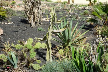 Euphorbia murielii, Opuntia stricta ve diğer bitkiler ekim ayında yetişir. Euphorbia candelabrum, Euphorbia murielii, Euphorbiaceae familyasından bir bitki türüdür. Costa Calma, Fuerteventura, Las Palmas, İspanya.