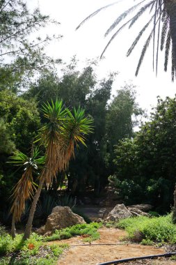 Yucca dev çayı ekim ayında yetişir. Yucca dev çayı, Syn. Yucca filleri kuşkonmaz familyasından bir kuş türü. Costa Calma, Fuerteventura, Kanarya Adaları, İspanya.