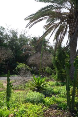 Agave sisalana, Euphorbia Ingens ve diğer bitkiler ekim ayında yetişir. Euphorbia Ingens, Euphorbiaceae familyasından bir bitki türü. Costa Calma, Fuerteventura, Las Palmas, İspanya.