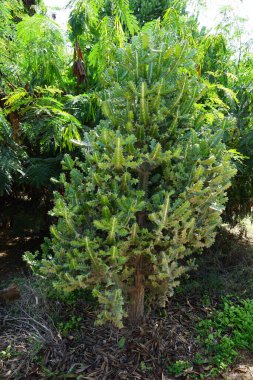 Euphorbia lactea grows in October. Euphorbia lactea, mottled spurge, frilled fan, elkhorn, candelabra spurge, candelabrum tree, candelabra cactus, candelabra plant, is a species of spurge. Costa Calma, Fuerteventura, Las Palmas, Spain.   clipart