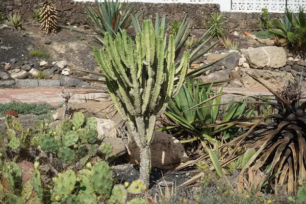 Euphorbia Abyssinica Ekim 'de büyüyor. Euphorbia Abyssinica, Euphorbiaceae familyasından bir bitki türüdür. Costa Calma, Fuerteventura, Las Palmas, İspanya.  