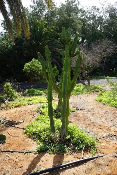 stock image Euphorbia ingens and other plants grow in October. Euphorbia ingens, the candelabra tree or naboom, is a species of flowering plant in the family Euphorbiaceae. Costa Calma, Fuerteventura, Las Palmas, Spain. 