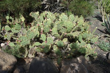 Opuntia stricta ekim ayında bir çiçek tarhında yetişir. Opuntia stricta, dikenli armut ve nopal estricto, büyük bir kaktüs türüdür. Costa Calma, Fuerteventura, Las Palmas, İspanya.