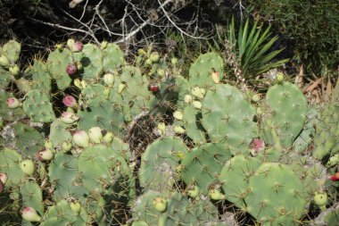 Opuntia stricta ekim ayında bir çiçek tarhında yetişir. Opuntia stricta, dikenli armut ve nopal estricto, büyük bir kaktüs türüdür. Costa Calma, Fuerteventura, Las Palmas, İspanya.