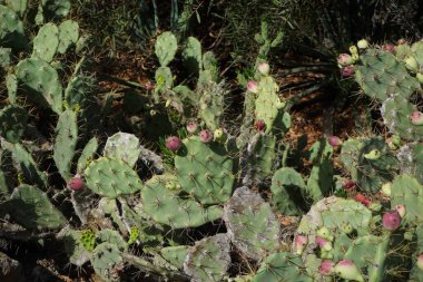Opuntia stricta ekim ayında bir çiçek tarhında yetişir. Opuntia stricta, dikenli armut ve nopal estricto, büyük bir kaktüs türüdür. Costa Calma, Fuerteventura, Las Palmas, İspanya.