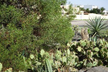 Opuntia stricta ekim ayında bir çiçek tarhında yetişir. Opuntia stricta, dikenli armut ve nopal estricto, büyük bir kaktüs türüdür. Costa Calma, Fuerteventura, Las Palmas, İspanya.