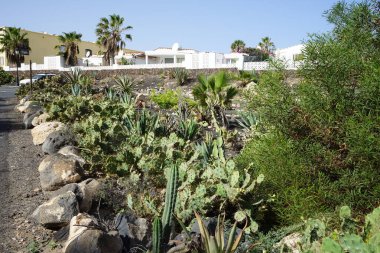 Opuntia stricta ekim ayında bir çiçek tarhında yetişir. Opuntia stricta, dikenli armut ve nopal estricto, büyük bir kaktüs türüdür. Costa Calma, Fuerteventura, Las Palmas, İspanya.