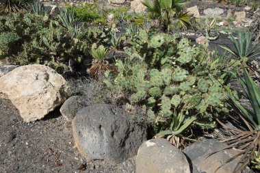 Opuntia stricta ekim ayında bir çiçek tarhında yetişir. Opuntia stricta, dikenli armut ve nopal estricto, büyük bir kaktüs türüdür. Costa Calma, Fuerteventura, Las Palmas, İspanya.