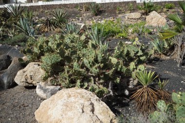 Opuntia stricta ekim ayında bir çiçek tarhında yetişir. Opuntia stricta, dikenli armut ve nopal estricto, büyük bir kaktüs türüdür. Costa Calma, Fuerteventura, Las Palmas, İspanya.