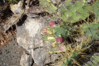 Opuntia stricta ekim ayında bir çiçek tarhında yetişir. Opuntia stricta, dikenli armut ve nopal estricto, büyük bir kaktüs türüdür. Costa Calma, Fuerteventura, Las Palmas, İspanya.