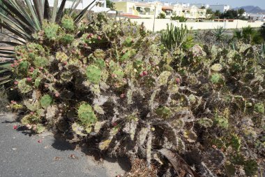Opuntia stricta ekim ayında bir çiçek tarhında yetişir. Opuntia stricta, dikenli armut ve nopal estricto, büyük bir kaktüs türüdür. Costa Calma, Fuerteventura, Las Palmas, İspanya.