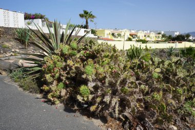 Opuntia stricta ekim ayında bir çiçek tarhında yetişir. Opuntia stricta, dikenli armut ve nopal estricto, büyük bir kaktüs türüdür. Costa Calma, Fuerteventura, Las Palmas, İspanya.