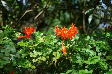 Tecoma capensis blooms with orange-red flowers in October. Tecomaria capensis, the Cape honeysuckle, is a species of flowering plant in the family Bignoniaceae. Costa Calma, Fuerteventura, Canary Islands, Spain.  clipart